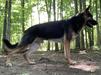 Vandal Vom Wildhaus