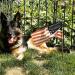  Canine Resolutions Rockin Leika