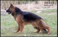 VIANA Spod Gichty FCI