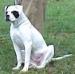 John D. Johnson's Bella