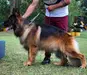 O-Aslan do Vento Simun