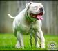 Steel Built Bulldog’s Triple D of Dogpound