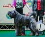 INTERCHAMPION GREY TETIS IRONMAN