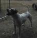 A&Ms Katanna of Pedigree American Bulldogs Australia