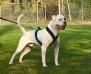 ABNA Gr.Ch, Working  Conformation Ch Lionesses Sharp Frost Falco