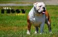 Champion SBK's Missy of Incan Bullies