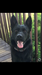 Eli Vom Alabama Police K9