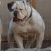 DAKK'S HAIL KING RAGNAR of World ReNowned American Bulldog's