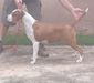  Valentina Amstaff Bantim