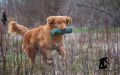 Shaggy Toller's Offshore Buffy