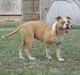 Strong Side Maximus of Mares bulldogs