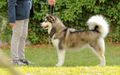 Multi JCh. - Multi Champion - Multi BOB GRACE HAJNDLBERG'S ALASKAN MALAMUTES