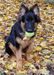 Jax vom Schonwasser