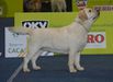 BISS INT CH MACCHIA LAB'S HOUSE BL RETRIEVER BY DIANA