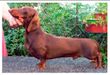 RUSCH,UKRCH GLAMUR GIFT DACHSHAUS