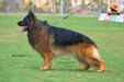 ORTIGA VOM CAIRO KENNEL