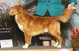 NSDTRC CH/ AKC GCH Pinehill's Twist of Fate