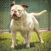  Kadafi of Griffin American Bulldogs