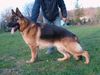 Noris Ultra Star