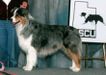 AKC Ch./ASCA Ch. McMatt's Switchin' To Glide