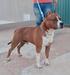 Guz Far West Lake & Dumont Amstaff