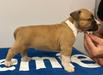 AJ Dumont Amstaff