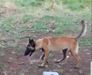 Manalo K9's Ingrid