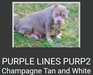  Purplelines Purps