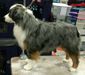 AKC GCH CH Legacy's EZ On The Eyes