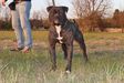 Bomberbulls Black Brendo aka Cox of Outlaw American Bulldogs