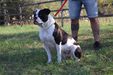 Bomberbulls Panda of Outlaw American Bulldogs
