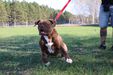 Outlaw American Bulldogs Dawn