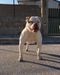 Diavoli di Cava Ispica Era of Eremo Bulldogs