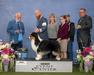 AKC/ASCA CH Elite's Wicked Wager