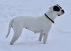  Doghill's Galliano