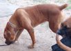 QUEEN KEILA giant of africa of deroyalpawzkennel