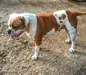  Bybee's Sookie of All-American Bulldogs