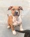 Rocco Dumont Amstaff