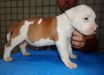 Saray Dumont Amstaff