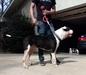 Black Stone Bulldogs Triple G of SPK