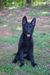 Korona vom Alabama Police K9