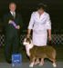 AKC Major ptd Hamiltons Naughty By Nature of GatorHeaven