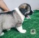 Beauty Tbag Kennel