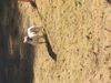  CMB'$ / Ellis' Choppa of Arrowhead Bullies