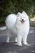 C.I.B.,CH 2 x UA,MOL,R;GRCH MOL,R;CH MEE CUP;2xBBB UA;JCH UA Diva Zhasya from Kel'bin treasure-house