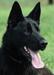 Darcus vom Alabama Police K9