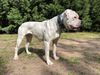 OTAC's Hog Lovers Iron Lady