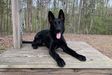 Pickles vom Alabama Police K9