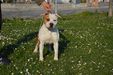  AMSTAFF STYLE DELLE MALESERRE 1981