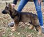 Koda von Moyer Haus